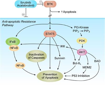 Targeting Solid Tumors With BTK Inhibitors